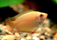 GoldenHoneyDwarfGourami[1]