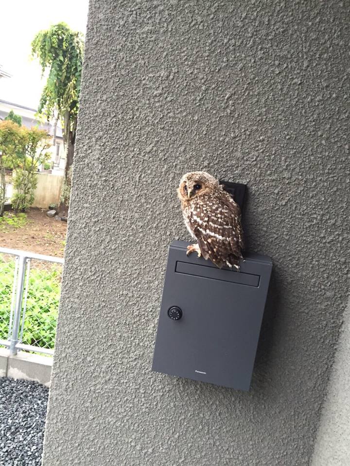 13254146_735341613275317_7610664405186308261_n